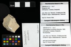 Foto (Objekt + Etiketten) von Cracensigillatus acutirostris (Moericke, 1889) 